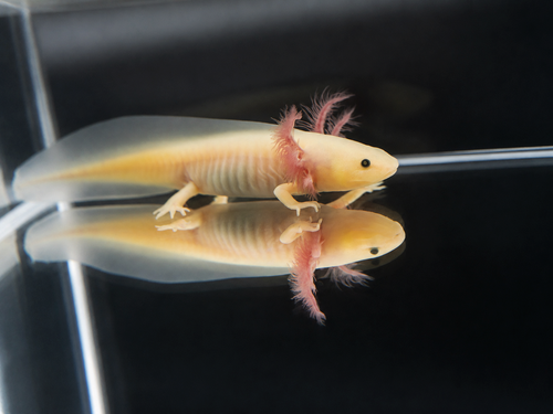 GFP Leucistic Axolotl (Pink Glowing Axolotl)