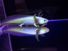 GFP Leucistic Axolotl (Pink Glowing Axolotl)