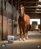 Succeed Digestive Conditioning Supplement Program Horses 1.79lbs.