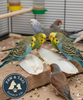 Cuttlebone Calcium Combo Pack 6” + 10” Natural Calcium for Birds & Reptiles