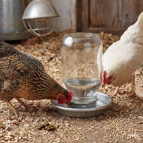Complete Baby Chick Starter Kit – Everything You Need for Raising Healthy Chicks