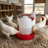 Little Giant Deep Base Poultry Waterer Chicken Water Container Heavy Duty 2 Gallon