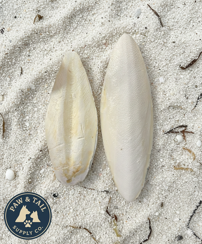 Cuttlebone Calcium Combo Pack 6” + 10” Natural Calcium for Birds & Reptiles