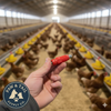 Monoflo Stainless Steel Poultry Nipple Drinker Durable 1/8 Threaded Design 1-Count