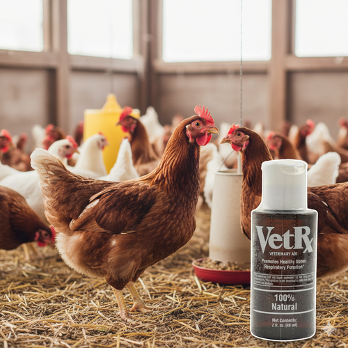 Complete Poultry Health & Hydration Super Bundle – 3 Gallon Drinkers + Vitamins + Oregano + Pick-No-More + VetRx