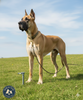 Boss Pet Super Beast XXL Dog Twin-Swivel Vinyl Coated Tie-Outs 30ft Up 250lbs
