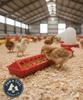 Little Giant 20 Plastic Flip-Top Poultry Ground Feeder, Red Chickens Birds