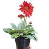 Gerbera Sweet Love Red