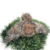 German Chocolate Pansy Quail Hatching Eggs – Fertile Coturnix Eggs for Incubation