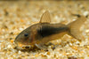 Bronze Cory