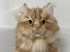 Ginger Cat Longhair Plush MADE-TO-ORDER