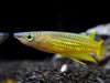 Golden Wonder Killifish