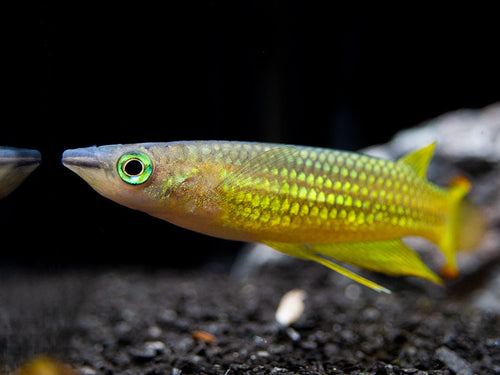 Golden Wonder Killifish