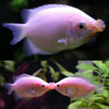 pink kissing gourami (Helostoma temminckii)