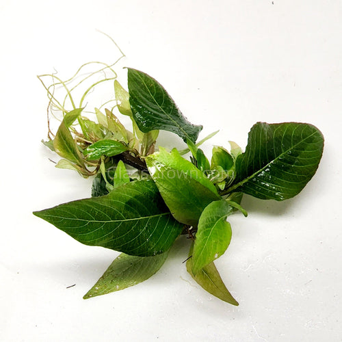 Hygro corymbosa Compacta