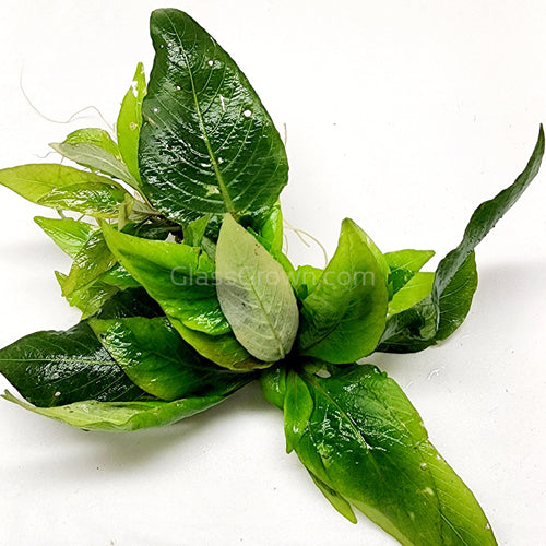 Hygro corymbosa Compacta