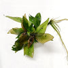 Hygro corymbosa Compacta