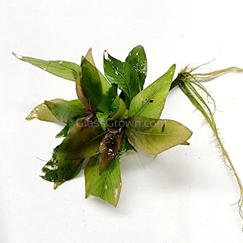 Hygro corymbosa Compacta