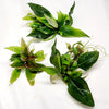 Hygro corymbosa Compacta