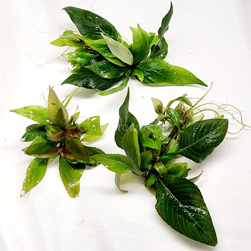 Hygro corymbosa Compacta