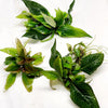 Hygro corymbosa Compacta