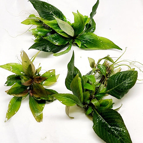 Hygro corymbosa Compacta