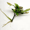 Hygro corymbosa Compacta