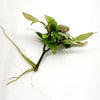 Hygro corymbosa Compacta