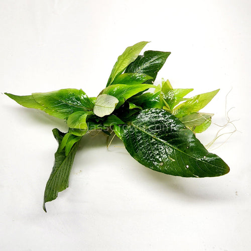 Hygro corymbosa Compacta