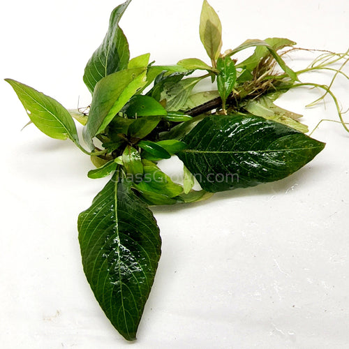 Hygro corymbosa Compacta