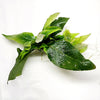 Hygro corymbosa Compacta