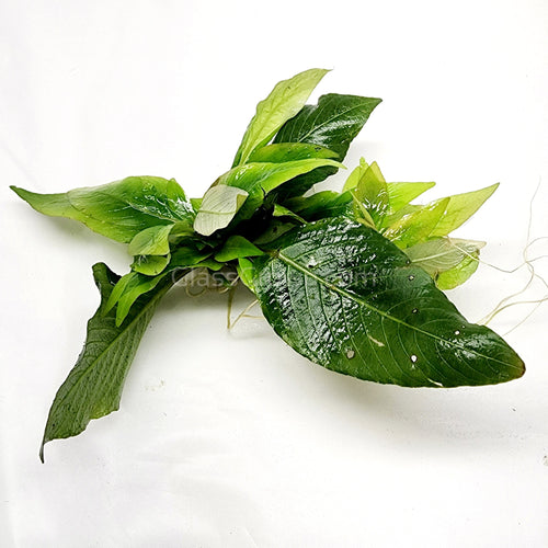 Hygro corymbosa Compacta