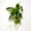 Hygro corymbosa Compacta