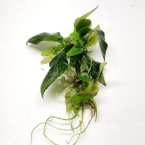 Hygro corymbosa Compacta