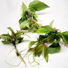 Hygro corymbosa Compacta