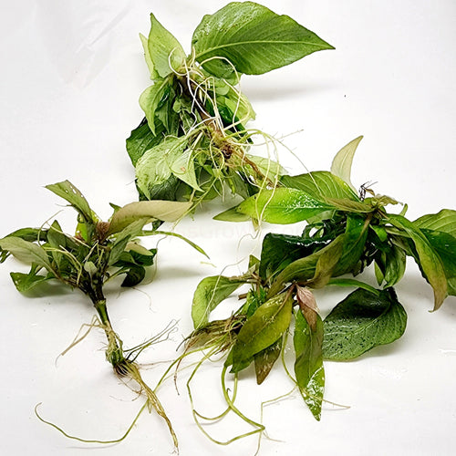 Hygro corymbosa Compacta