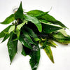 Bunch Temple Plant (Hygrophila Corymbosa)
