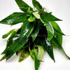 Bunch Temple Plant (Hygrophila Corymbosa)