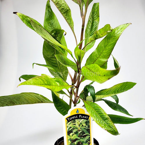 Potted Temple Plant (Hygrophila Corymbosa)