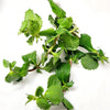 Bunch Water Wisteria (Hygrophila Difformis)