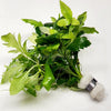 Bunch Water Wisteria (Hygrophila Difformis)