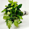 Bunch Water Wisteria (Hygrophila Difformis)