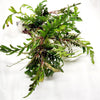 Bunch Hygrophila Pinnatifida