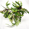 Bunch Hygrophila Pinnatifida