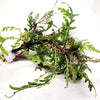 Bunch Hygrophila Pinnatifida