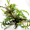 Bunch Hygrophila Pinnatifida