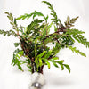 Bunch Hygrophila Pinnatifida