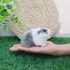 Realistic Faux Fur Hamster & Guinea Pig Figurine Lifelike Small Rodent Model for Desktop Decor,Gift,Educational&Photography Prop