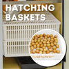 HB500 C - Combined Egg Incubator and Hatcher