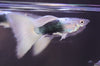 HB White Guppy